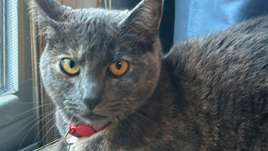Lost Pet: Velvet
