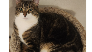 Lost Pet: Mango