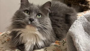 Lost Pet: Lila