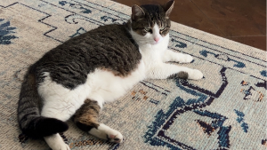 Lost Pet: Piper Anthony