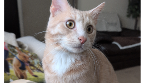 Lost Pet: Leo
