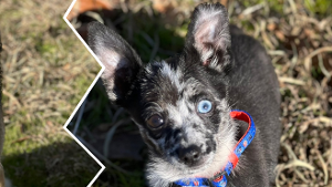 Lost Pet: Mickey