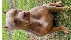 Lost Pet: Choyce