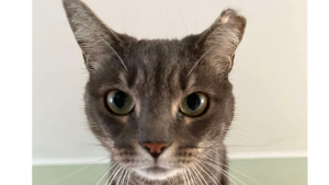 Lost Pet: Mama