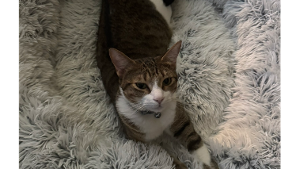 Lost Pet: Melania