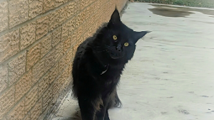 Lost Pet: Crowley Van Fledermaus