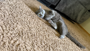 Lost Pet: Cloud