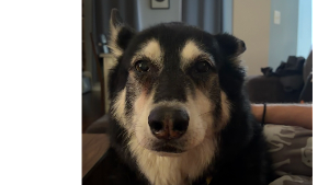 Lost Pet: Eve