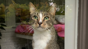 Lost Pet: Purrack Obama