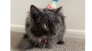 Lost Pet: Ash