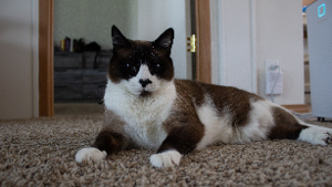 Lost Pet: Frankie