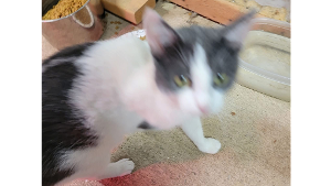 Lost Pet: Snaggle Tooth
