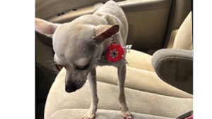Lost Pet: Luna