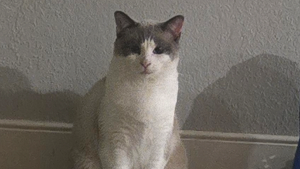 Lost Pet: Greg