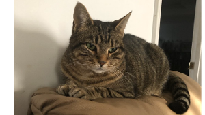 Lost Pet: Muffin