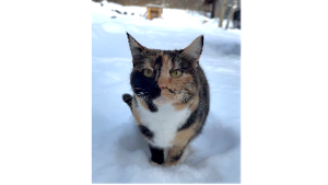 Lost Pet: Turquoise (Turkey)