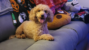 Lost Pet: Jack