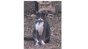 Lost Pet: Gandolph