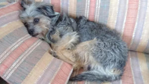 Lost Pet: F953 - Shadow