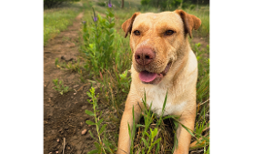 Lost Pet: Niña