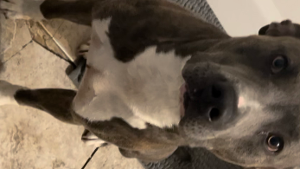 Lost Pet: Shadow
