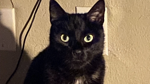 Lost Pet: Lucifer