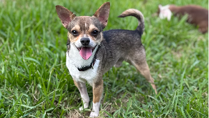 Lost Pet: Nacho