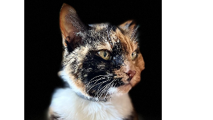 Lost Pet: CINNY