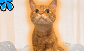 Lost Pet: MAC