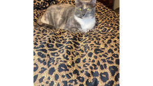 Lost Pet: Zeva