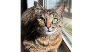 Lost Pet: Cleo