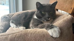 Lost Pet: Mister