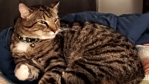 Lost Pet: Mushy