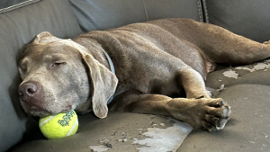 Lost Pet: Espresso