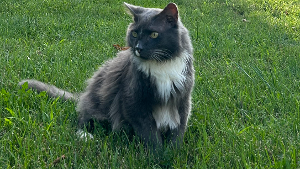 Lost Pet: Zach