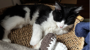 Lost Pet: Timothée Chalamat