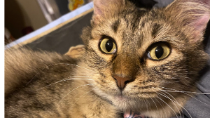 Lost Pet: Coco