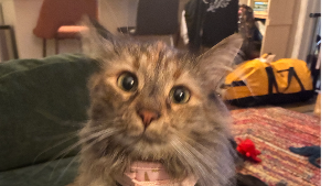 Lost Pet: Fancy Nancy