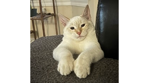 Lost Pet: Biscuit
