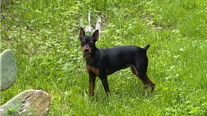 Lost Pet: Lila