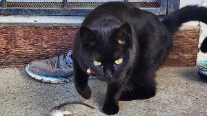 Lost Pet: Eclipse
