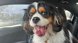 Lost Pet: Riggatoni