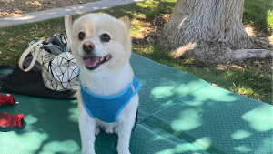 Lost Pet: aji