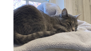Lost Pet: Kiwi