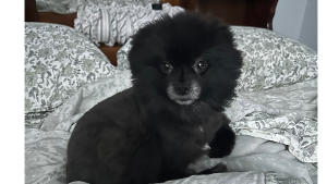 Lost Pet: Turcana