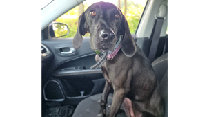 Lost Pet: Kya