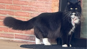 Lost Pet: Dakota Bella