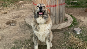Lost Pet: Rambo