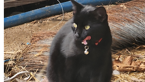 Lost Pet: Heckel