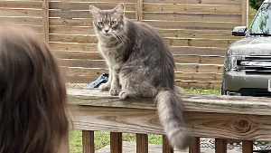 Lost Pet: Fluffy
